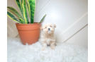Cute Malt a Poo Poodle Mix Puppy