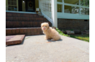 Maltipoo Puppy for Adoption