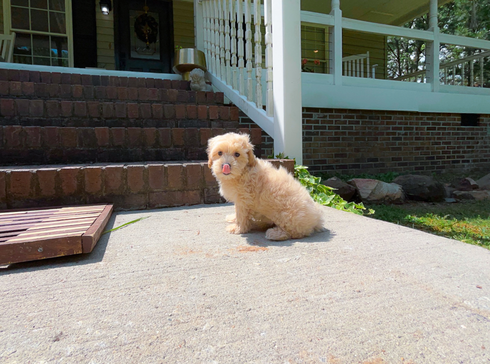 Maltipoo Puppy for Adoption