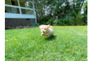 Best Maltipoo Baby