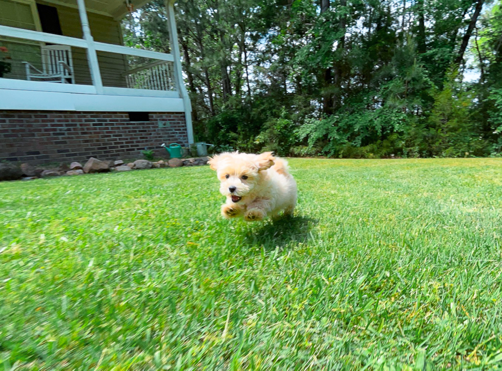Best Maltipoo Baby