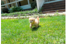 Cute Malt a Poo Poodle Mix Puppy