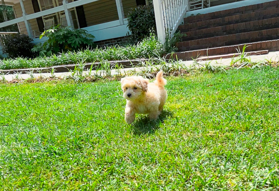 Cute Malt a Poo Poodle Mix Puppy