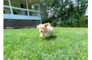 Maltipoo Puppy for Adoption