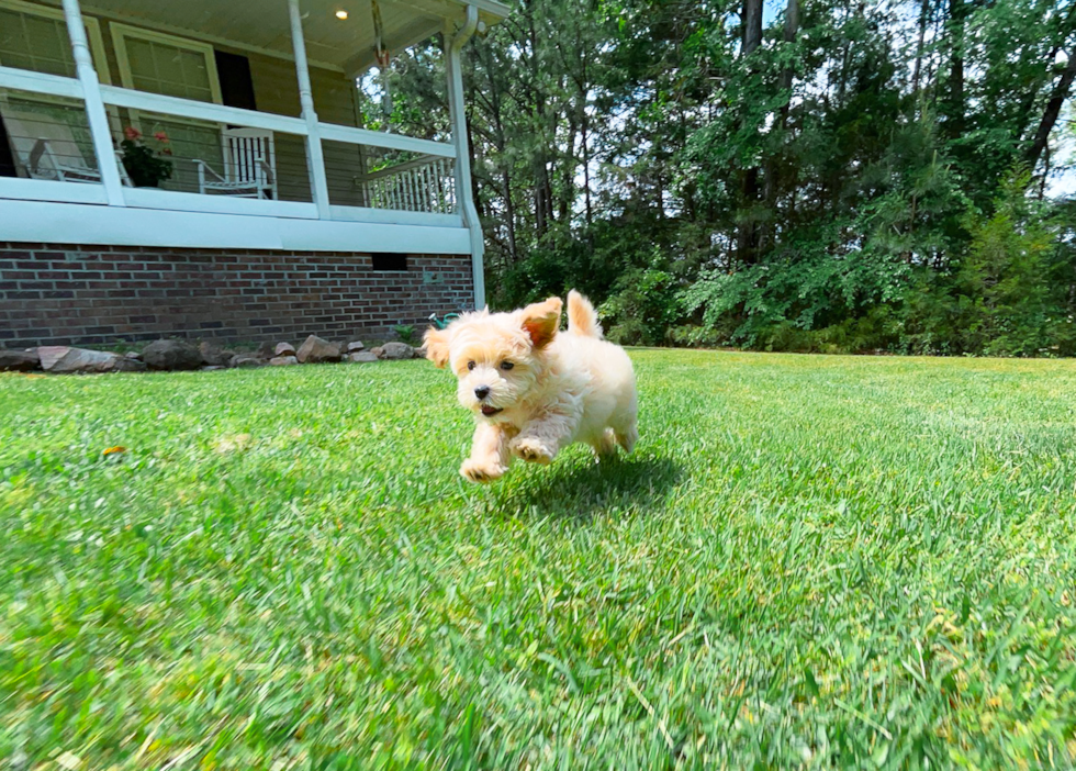 Maltipoo Puppy for Adoption