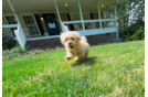 Cute Maltipoo Poodle Mix Pup