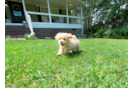 Maltipoo Pup Being Cute