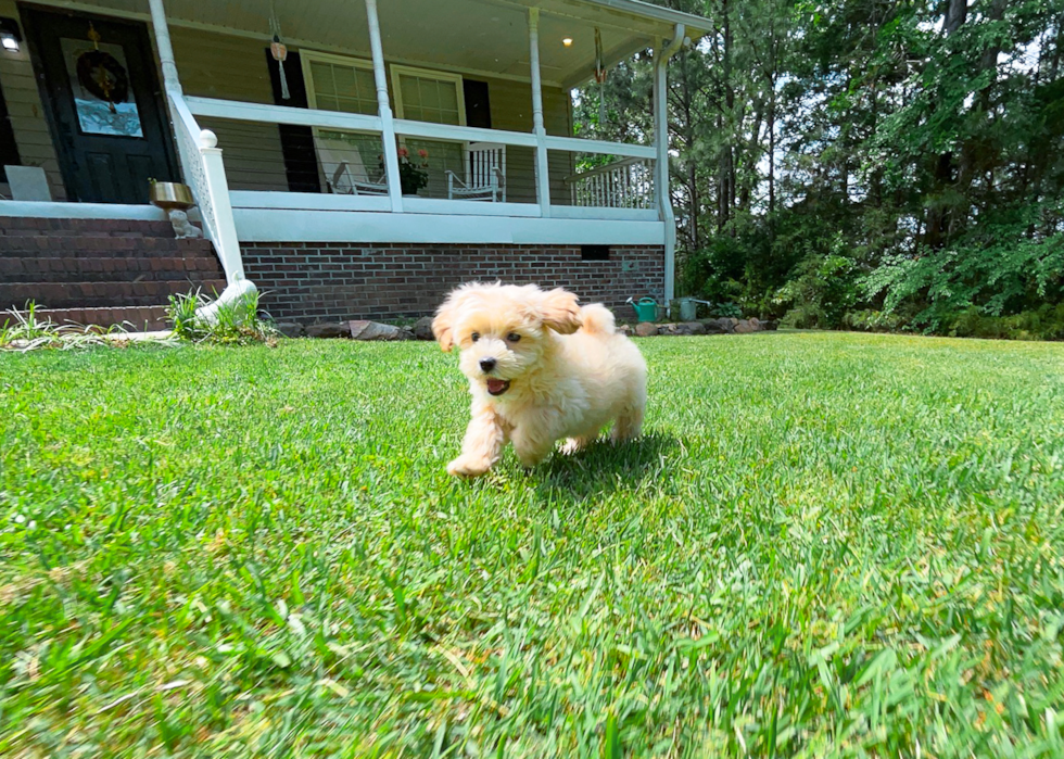 Maltipoo Pup Being Cute