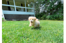 Maltipoo Puppy for Adoption