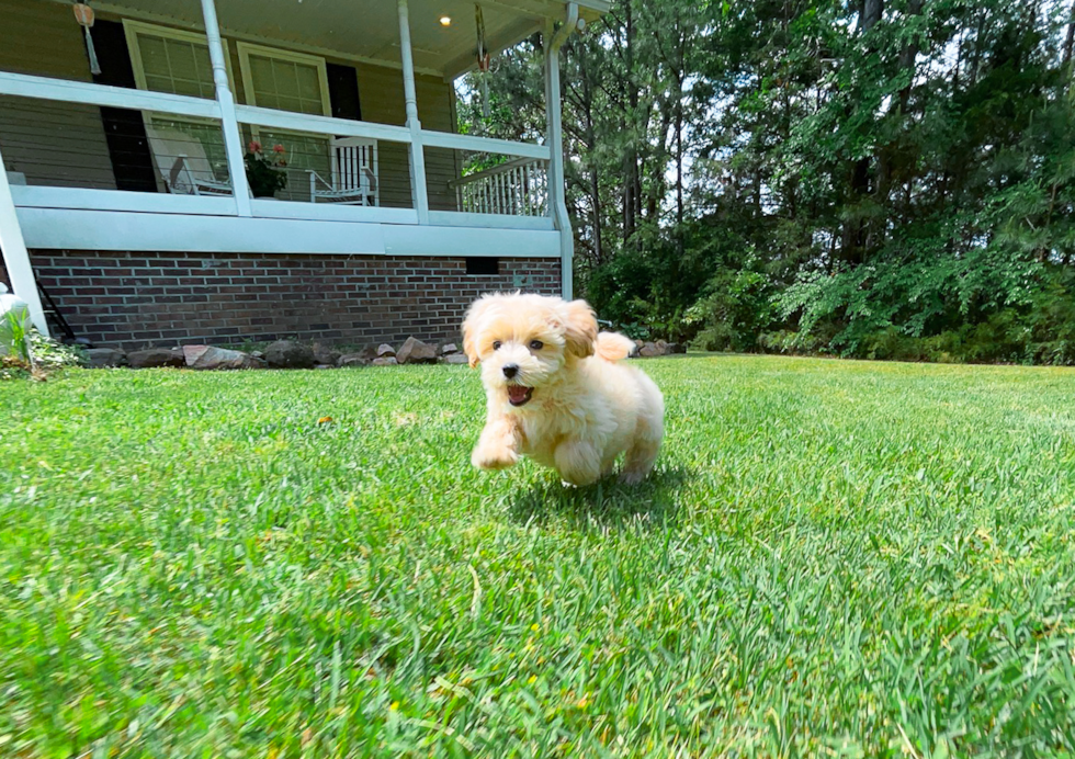 Maltipoo Puppy for Adoption