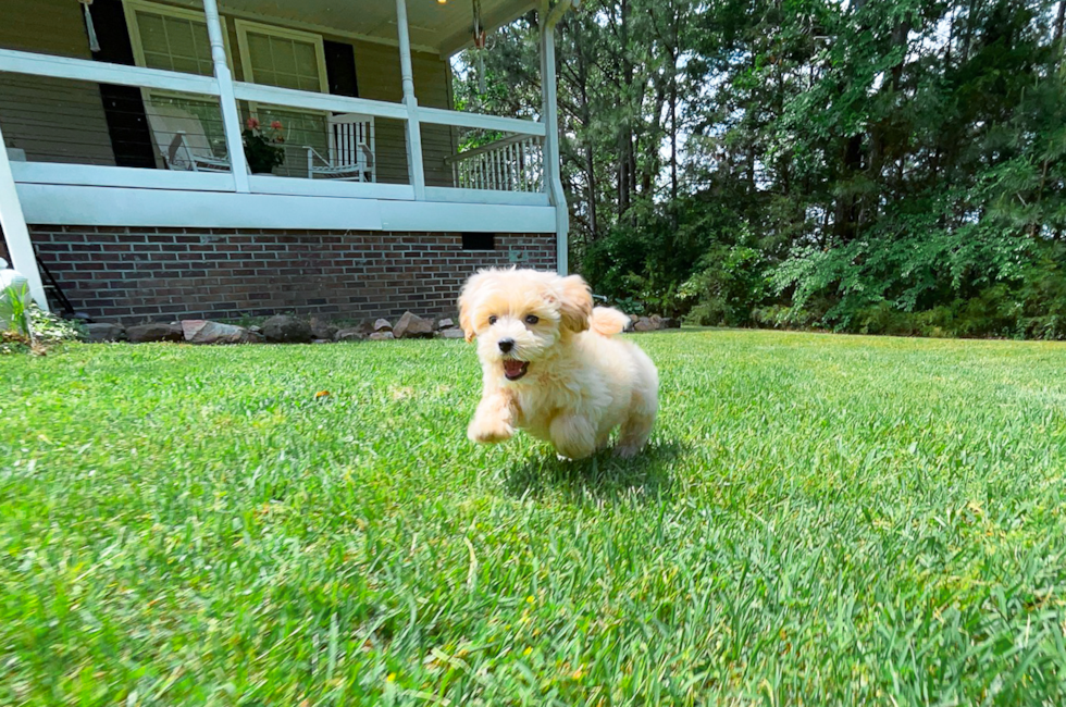 11 week old Maltipoo Puppy For Sale - Simply Southern Pups
