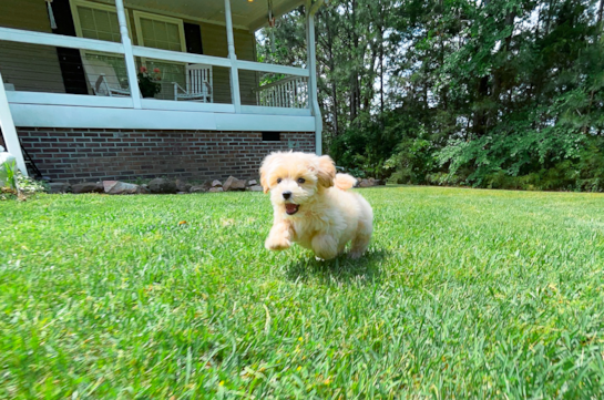 Maltipoo Puppy for Adoption
