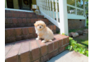 Cute Maltipoo Baby
