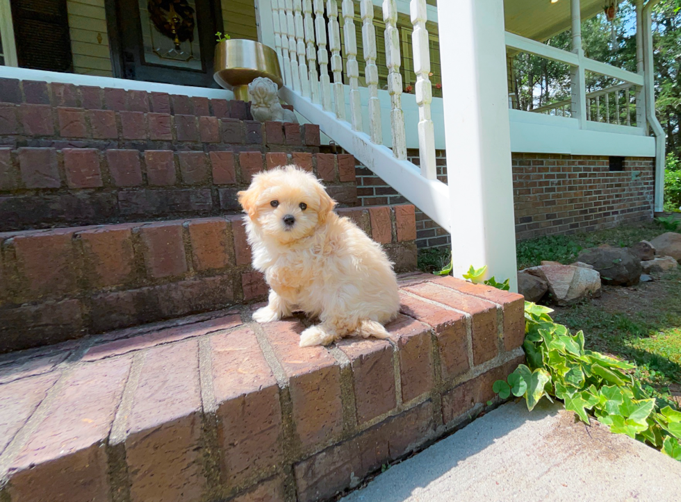 Cute Maltipoo Baby