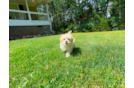 Cute Malt a Poo Poodle Mix Puppy