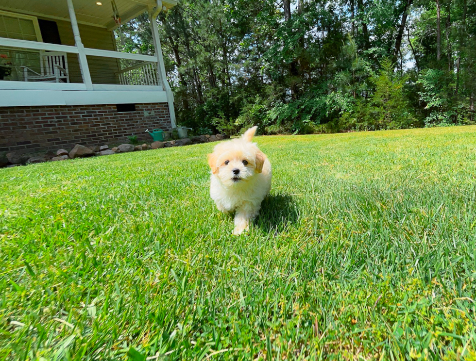 Cute Malt a Poo Poodle Mix Puppy