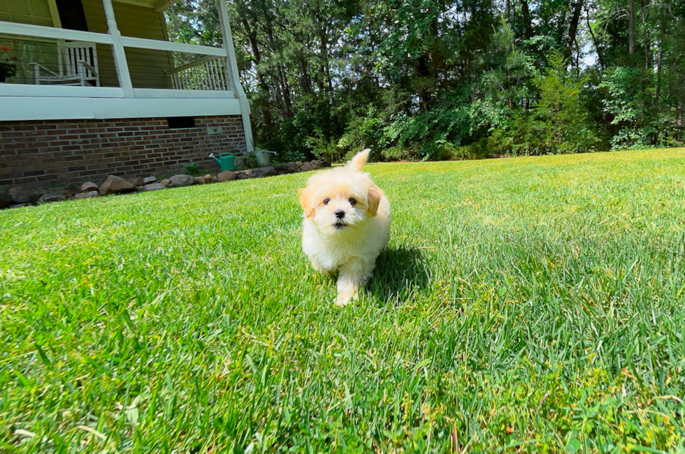 11 week old Maltipoo Puppy For Sale - Simply Southern Pups