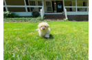 Maltipoo Puppy for Adoption