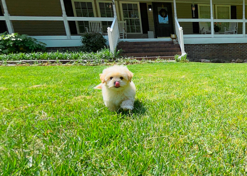 Maltipoo Puppy for Adoption