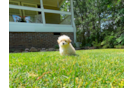 Cute Malt a Poo Poodle Mix Puppy