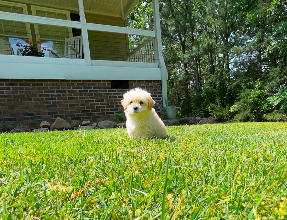 Cute Malt a Poo Poodle Mix Puppy