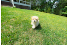 Best Maltipoo Baby