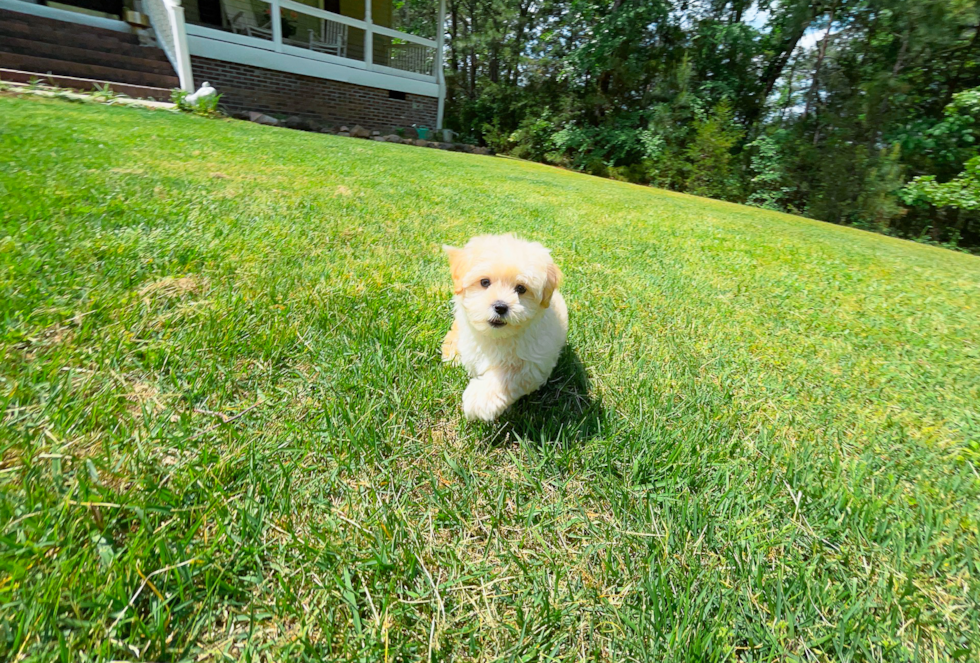 Best Maltipoo Baby