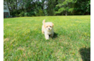 Cute Maltipoo Poodle Mix Pup