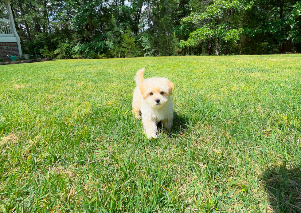 Cute Maltipoo Poodle Mix Pup