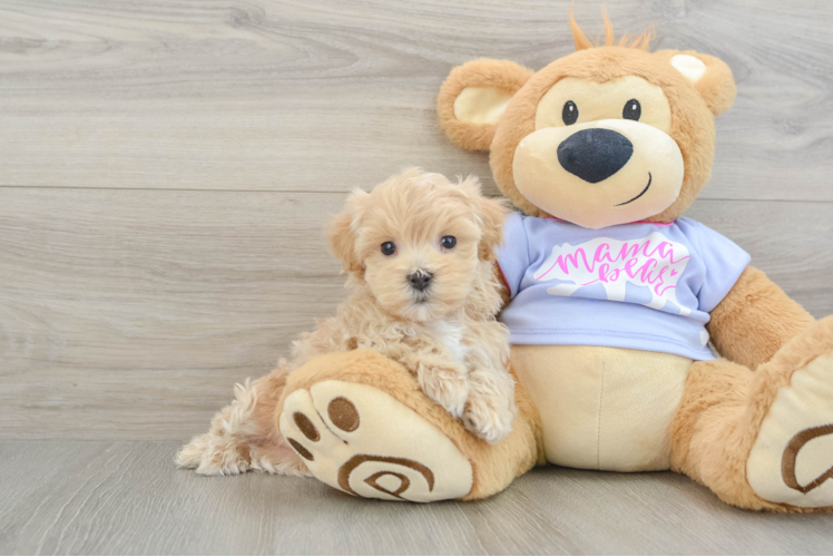 Cute Maltipoo Baby