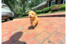 Maltipoo Pup Being Cute