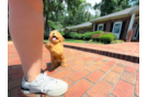 Cute Maltipoo Baby