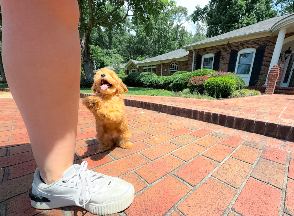 Cute Maltipoo Baby
