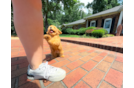 Maltipoo Puppy for Adoption