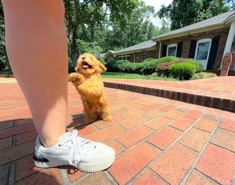 Maltipoo Puppy for Adoption