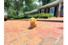 Cute Maltipoo Poodle Mix Pup