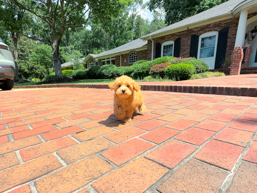 Cute Maltipoo Poodle Mix Pup