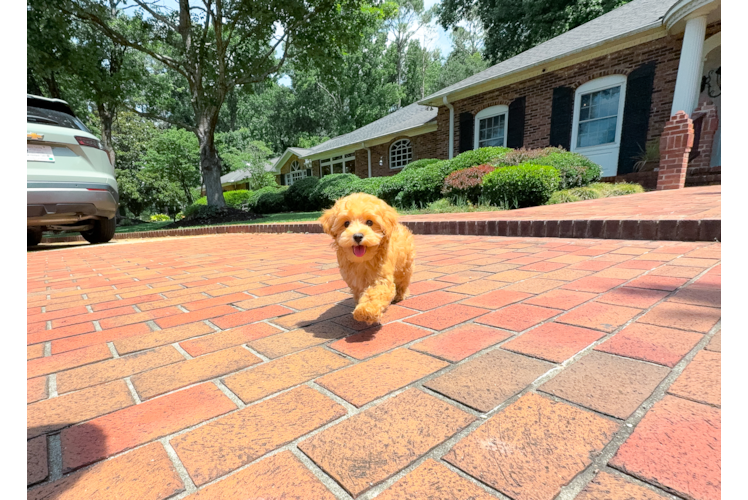 Cute Maltipoo Baby
