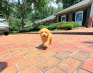 10 week old Maltipoo Puppy For Sale - Simply Southern Pups