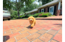 Cute Maltipoo Baby
