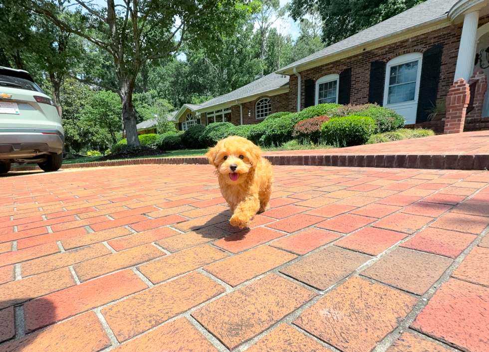 Cute Maltipoo Baby