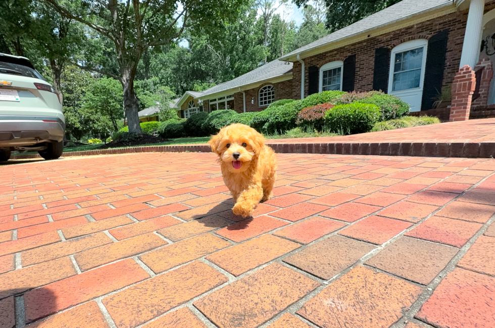 10 week old Maltipoo Puppy For Sale - Simply Southern Pups