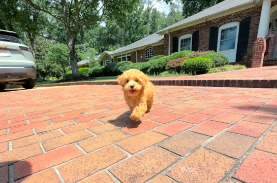 Cute Maltipoo Baby