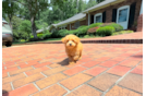 Maltipoo Puppy for Adoption