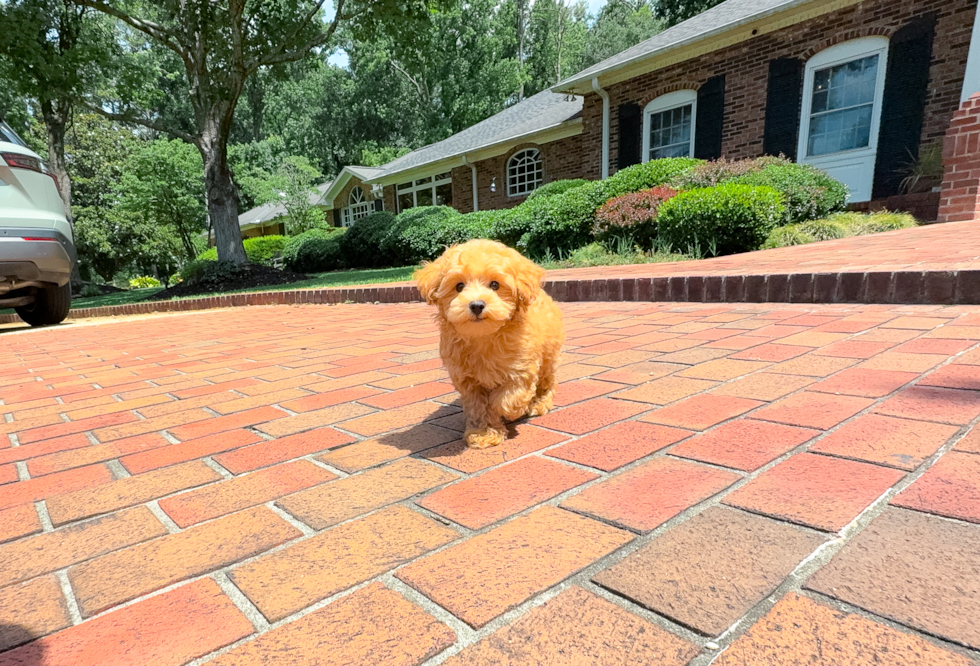 Maltipoo Puppy for Adoption