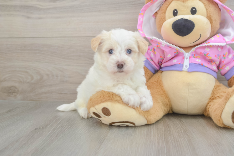 Maltipoo Puppy for Adoption