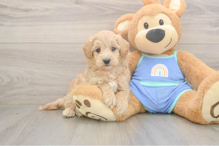 Playful Maltese Poodle Poodle Mix Puppy