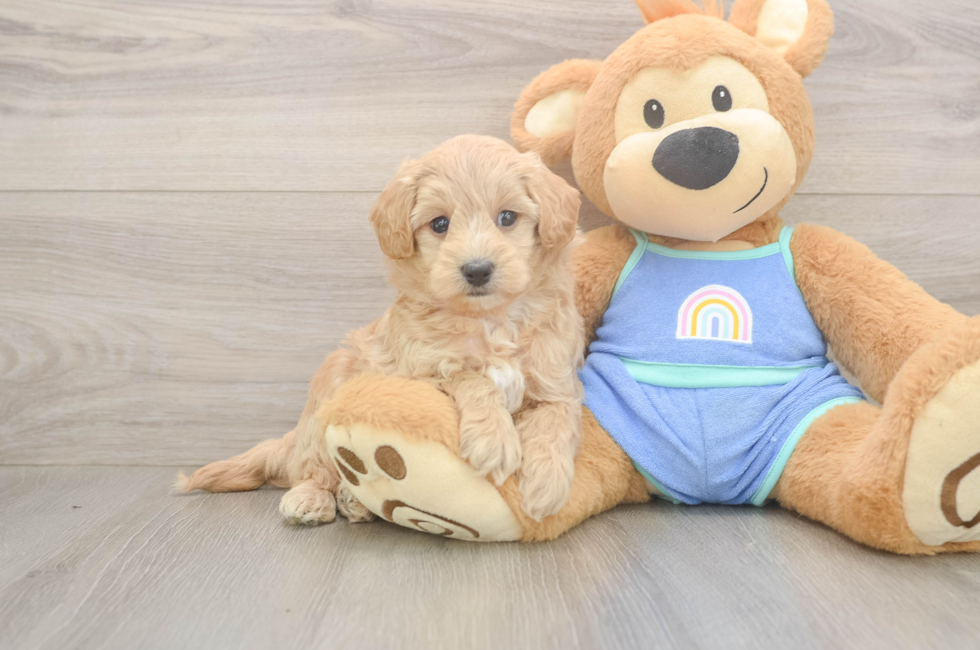 8 week old Maltipoo Puppy For Sale - Simply Southern Pups