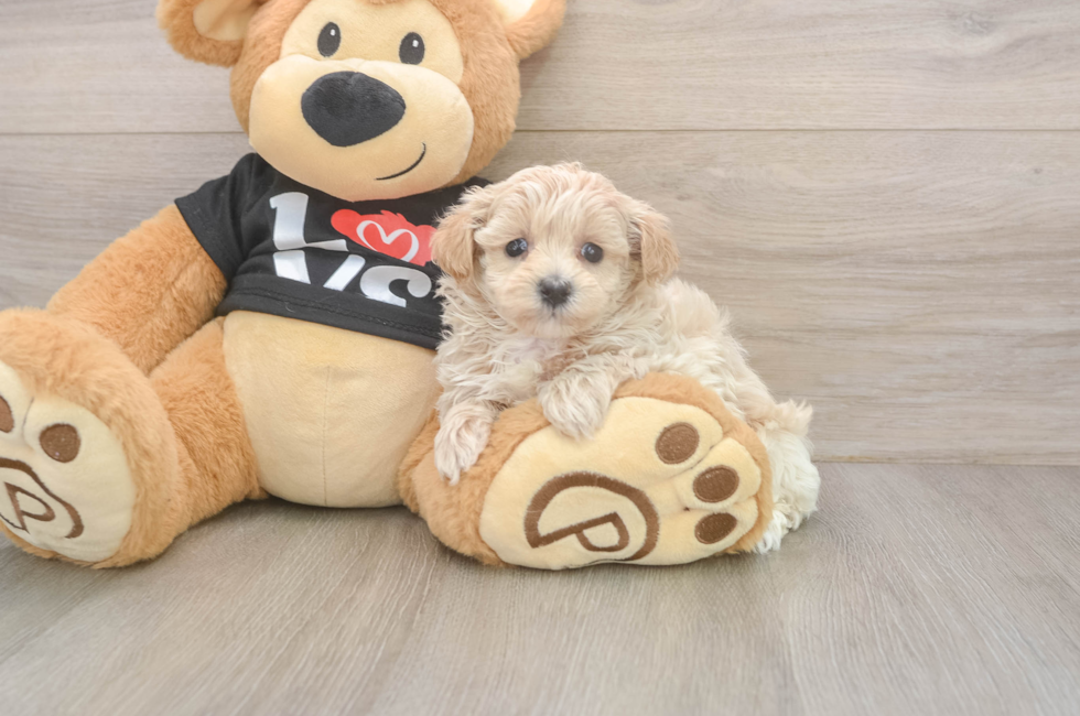 5 week old Maltipoo Puppy For Sale - Simply Southern Pups