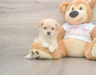 8 week old Maltipoo Puppy For Sale - Simply Southern Pups